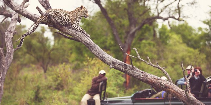Best-Safari_Kruger