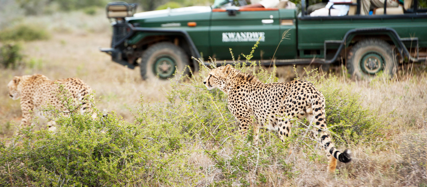 Kwandwe Kids Safari