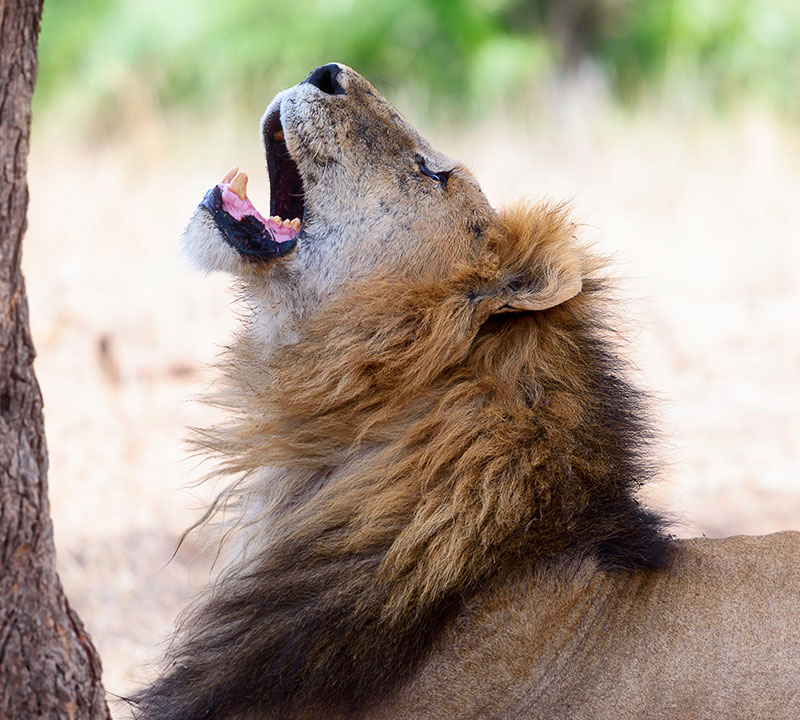 Serengeti National Park