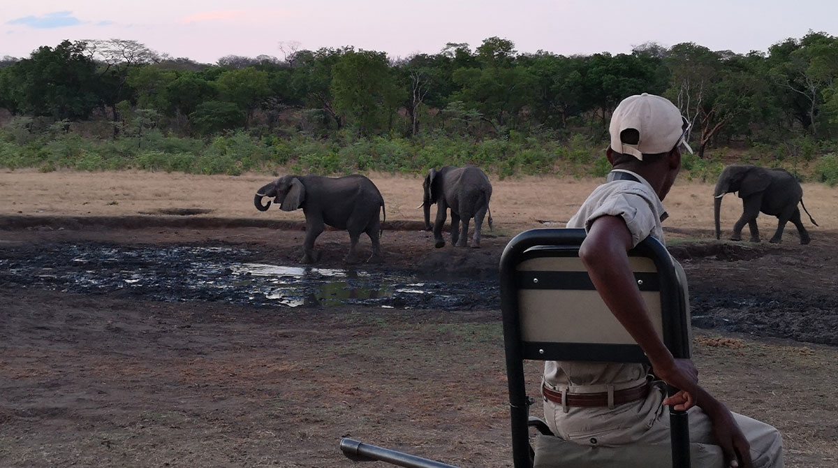 Matetsi Victoria Falls - Game Viewing