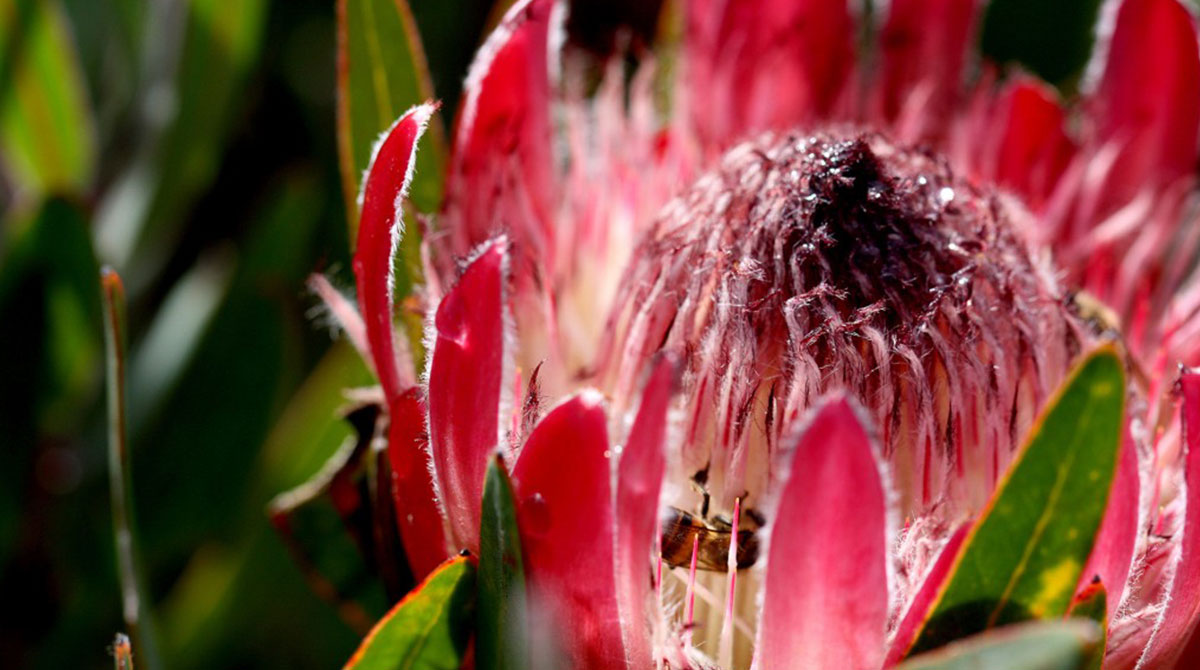 Protea - Cape Town Travel - Explorer Safari