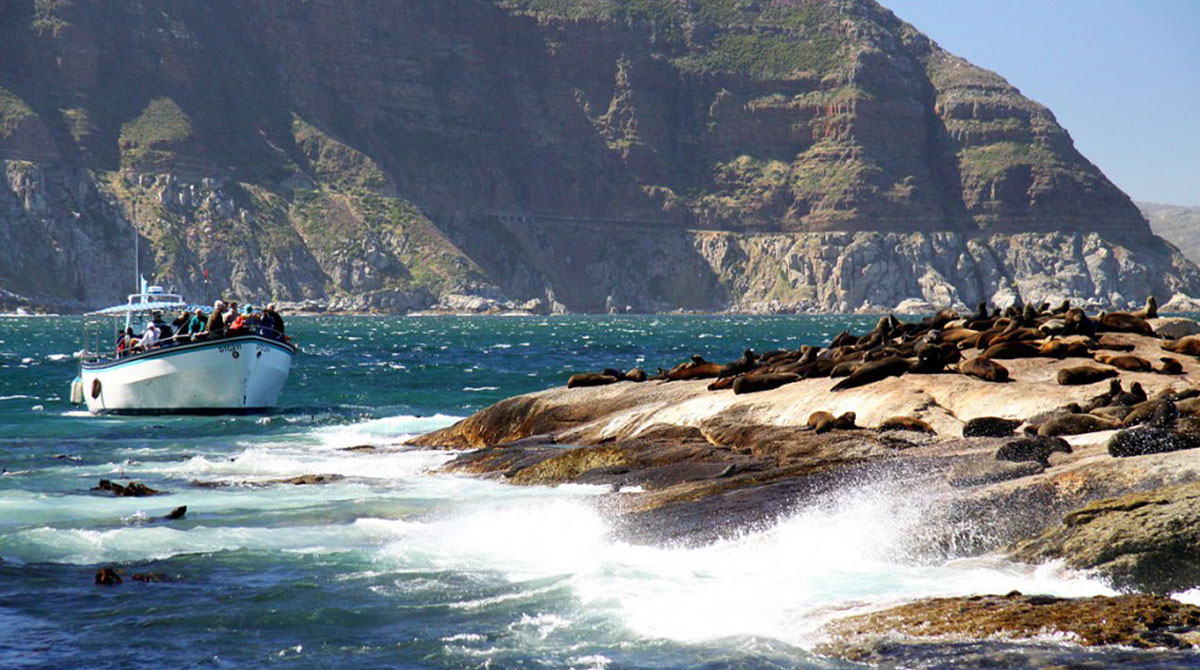 Seal Island - Cape Town Travel - Explorer Safari