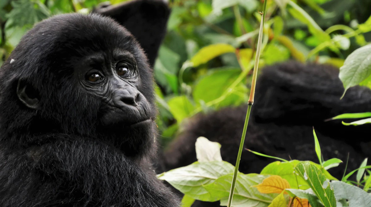 Gorilla Trekking Top Tips