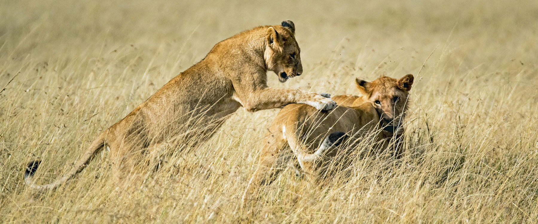 Lions - Explorer Safari